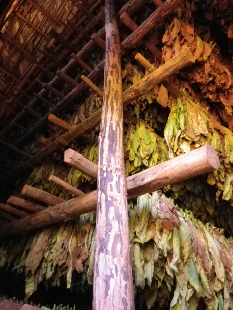 Tobacco Farm15.jpg
